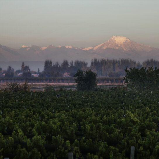 A Sommelier’s Guide to Argentina’s Wines & Regions